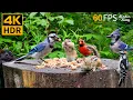 Download Lagu Katten TV 😺 Schattige chipmunks, vogels en eekhoorns in het bos 🐿 4K HDR 60FPS
