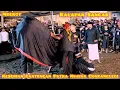 Download Lagu Kalapan Sangar Bantengan PUTRA NDAYAK 🔥 Mberot di Pendem Clumprit Pagelaran Malang
