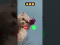 Download Lagu Cat calling you 😎 #ringtone #calling