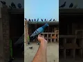 Download Lagu Real Junglee Kabootar Hath par koi bola sakta hai 😍 || #shorts #pigeon #kabootar