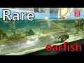 Download Lagu Deep sea fish captured alive