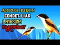 Download Lagu Suara Pikat Cendet Liar Ampuh
