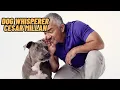 We Finally Know What Happened To The Dog Whisperer Cesar Millan His Life Career Net Worth