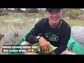 Download Lagu Masang tajur di kerajaan tapah #Eps.01