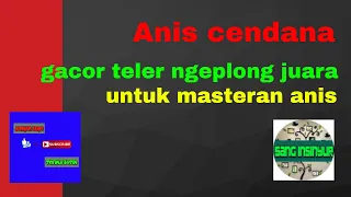 anis cendana gacor teler ngeplong juara untuk masteran