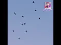 عمي يا بياع الورد الفنان العراقي القدير حسين نعمة