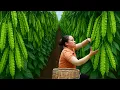 Download Lagu Harvesting Winged Beans to Sell at Countryside Markets, Cooking Dishes with Pork