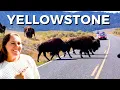 Watch Before Visiting Yellowstone in 2026 Best Stops Itinerary Ideas