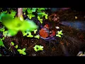 Can Vampire Crabs Live Underwater