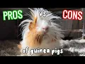 Pros VS Cons Of Owning Guinea Pigs