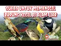 Download Lagu suara pikat burung kecil || prenjak cigun cipas gelatik batu pasti nyambar