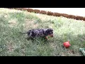 Miniature Dachshund Puppies For Sale