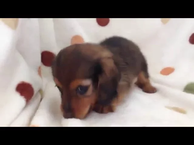 動画