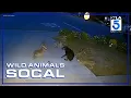 Stray dog battles 5 coyotes in Brea California Wild Animals SoCal