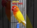 Download Lagu Lovebird Lutino Mata Merah | Green NSL Ino #Shorts