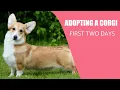 ADOPTING A CORGI First two days