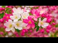 Download Lagu Ontspannende muziek voor stress, angst en depressie🌿Geest, kalmerende muziek voor zenuwen #13
