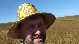 Diferença na colheita de trigo mourisco entre sobre semeadura ou plantado 👍