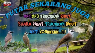 Download ANTI ZONK...!!!SUARA PIKAT TRUCUKAN RIBUT-MP3/MP4 TRUCUKAN RIBUT SUPER AMPUH MP3