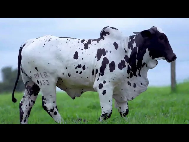 Garrote Nelore MLR - 333