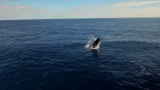 65 – Sailing to Ha’apai: A Humpback Heat Run