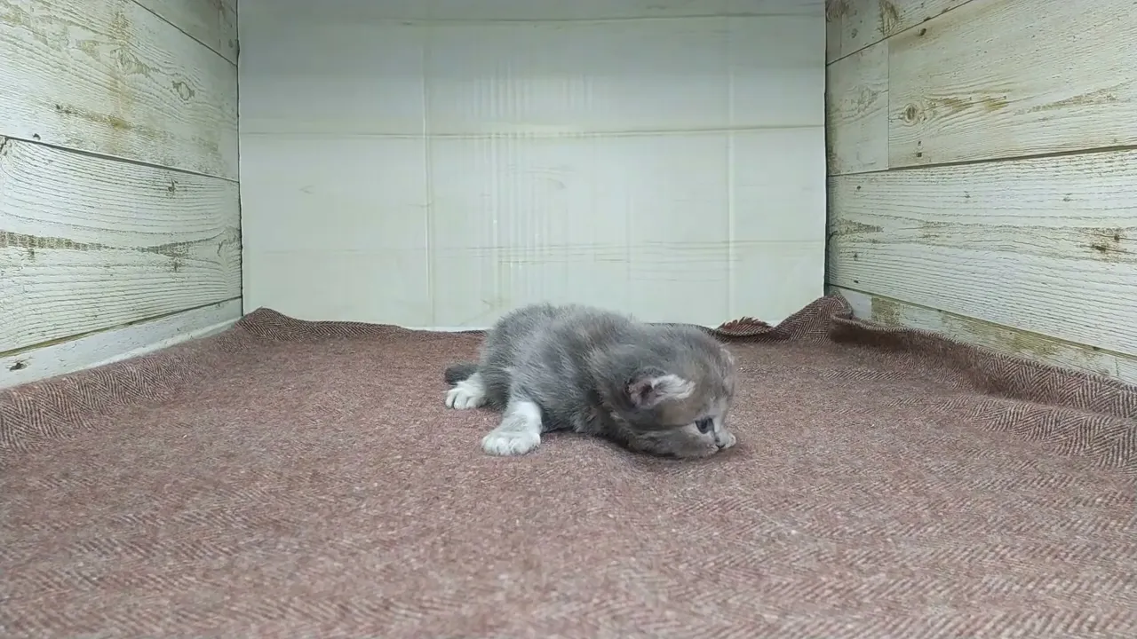 動画