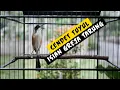 Download Lagu Suara Burung Cendet Isian Greja Tarung Durasi Panjang
