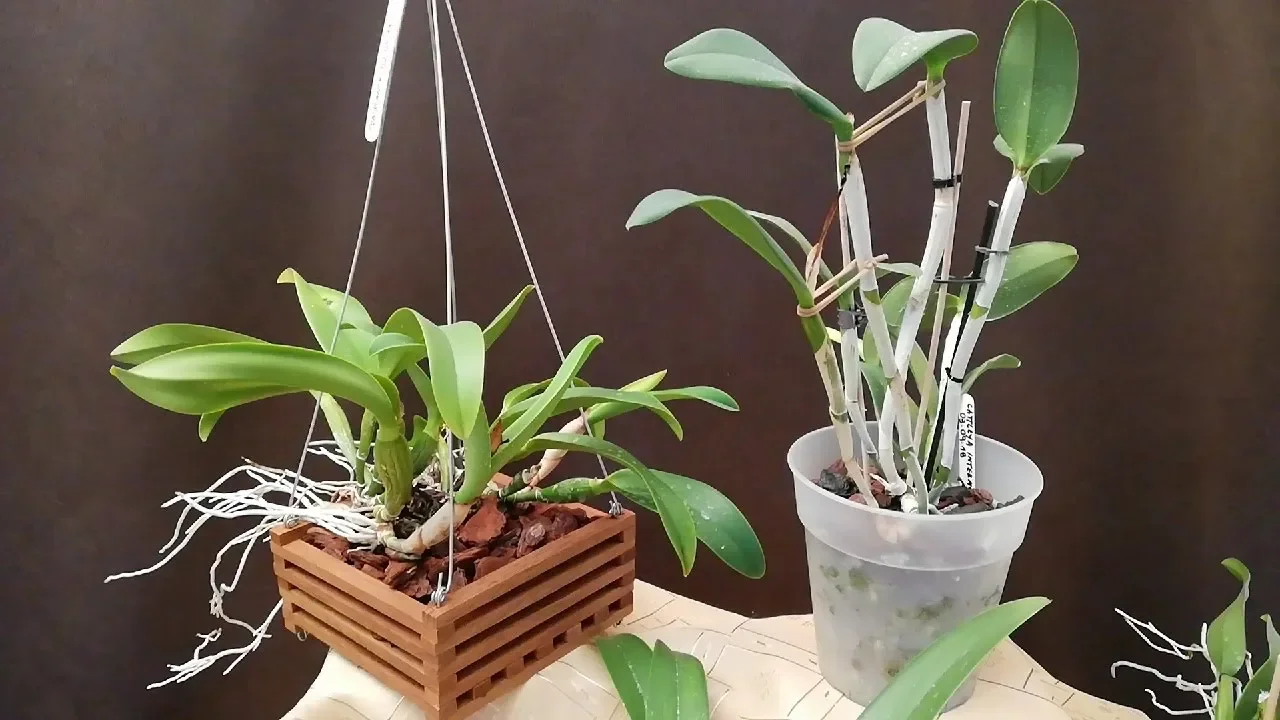APRENDE A CUIDAR A LAS ORQUÍDEAS EN INVIERNO!