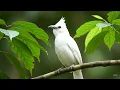 Download Lagu 4K ULTRA-REAL | BURUNG BULBUL BERKUMUPUTIH ALBINO LANGKA — PELUIT MURNI, ALAM MURNI 🌿🤍🐦