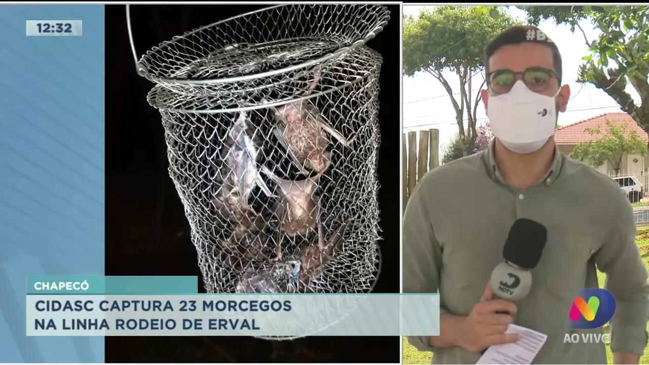Cidasc captura 23 morcegos em Chapecó