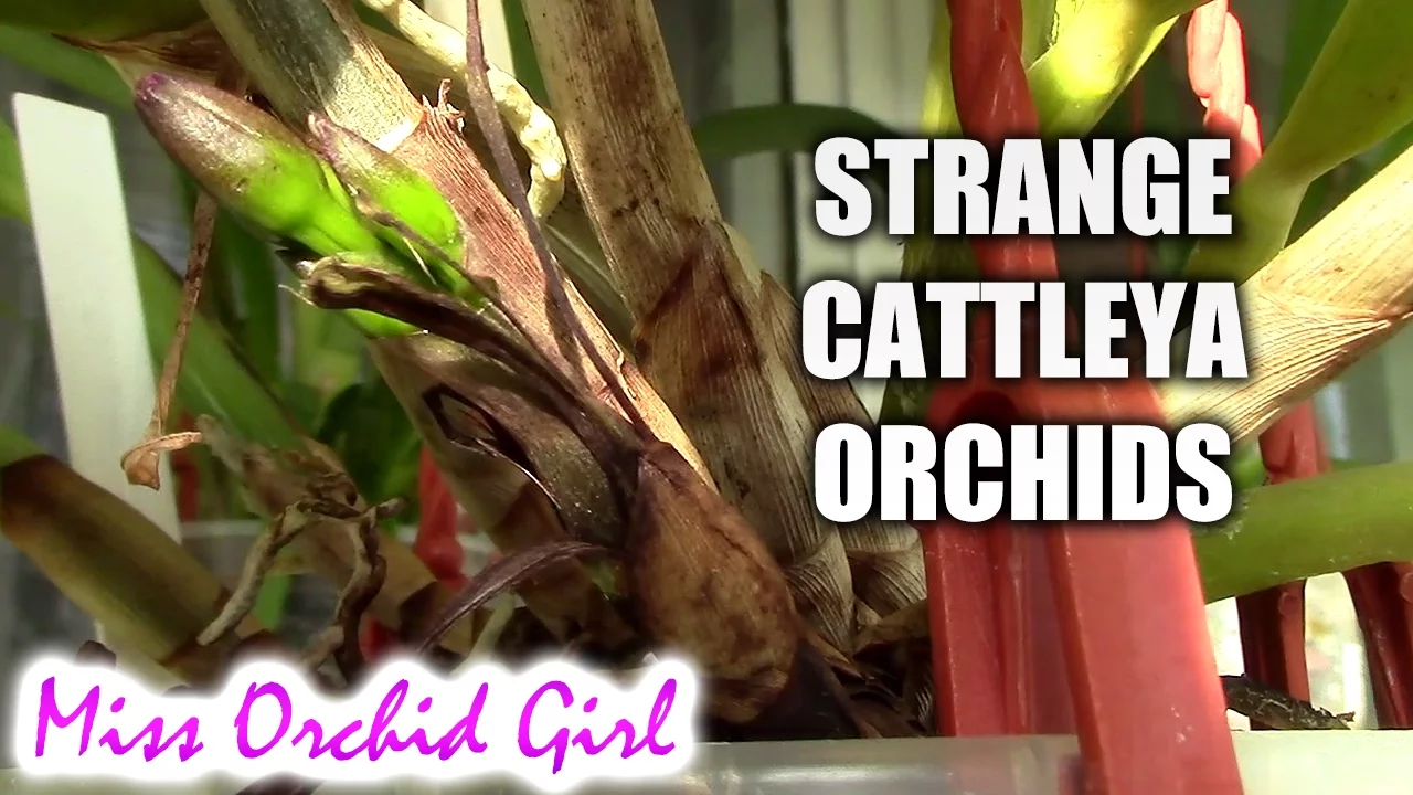 STRANGE THINGS CATTLEYA ORCHIDS DO