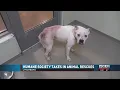Lynchburg Humane Society Takes in Animal Rescues