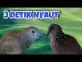 Download Lagu Perkutut Lokal Gacor Suara Master Vs Tekukur Gayer Suara Enak. Langsung Nyaut
