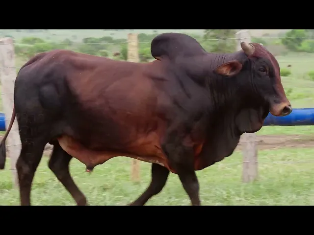 Touro Sindi RAJT - 2719