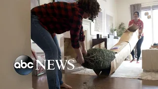 Amazon now delivering full-size Christmas trees