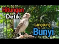 Download Lagu Edel Sanger Gacor suara cocok untuk masteran semua burung jenis finch