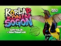 Lagu JERNIH!! 24 JAM MASTERAN BURCIL NEMBAK SADIS SOGON KONIN KORLAP FULL MATERI + JEDA!