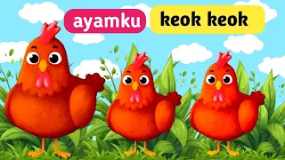 ayamku keok keok lagu anak anak indonesia lagu anak anak populer