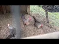 Shorty bullock grey hen Harold Brown Grey cock