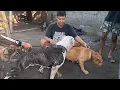 Download Lagu GILIRAN SI ZIGGY K4W1N KE PITBULL REINKARNASI SI VELLI ‼️ CETAK PITBULL OVER SIZE ‼️