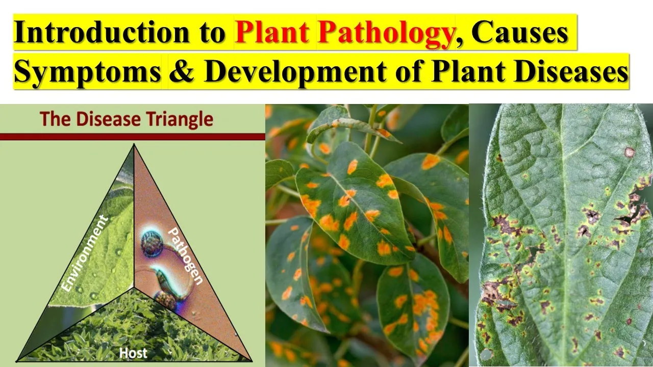 Plant Pathology: Causes, Symptoms, and Disease Triangle