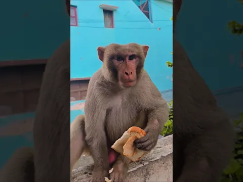 khaufnak bandar #monkey #bandar #monkeyvideo