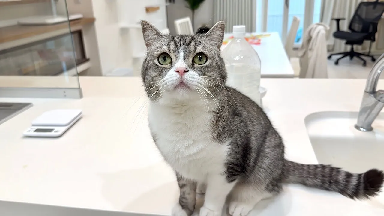 もちまる日記 channel featured image