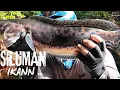 Download Lagu BINGUNG .. !!! .. KENAPA IKAN DISUNGAI INI BANYAK SEKALI .. 😰😨😱 ..
