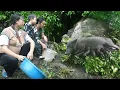 Download Lagu The joy of a couple, welcoming newborn piglets, caring for mother pigs, farm life, SURVIVAL ALONE