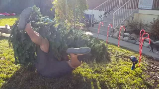 kids wanted the biggest christmas tree at the christmas tree lot original 