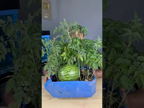 ¿cómo lo hizo? 🍉🍦