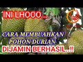 Lagu CARA MUDAH MEMBUAHKAN POHON DURIAN DIJAMIN BERHASIL
