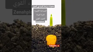 زراعة الذرة الصفراء في المنزل تواجه تحديات Shorts حدائق زراعة الخضروات المنزلية زراعة الذرة 