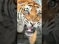 Download Lagu BIKIN BERGETAR SUARA harimau mengaum.